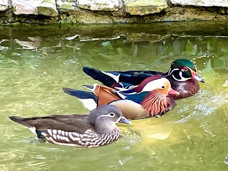 A festival of colors: three ducks in a row.