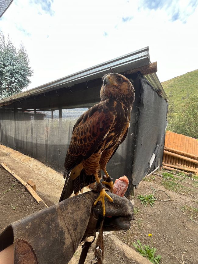 A buzzard