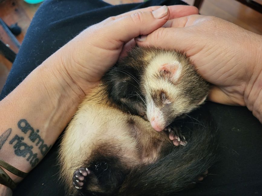 Effie hat ein großes Herz für Tiere aller Art