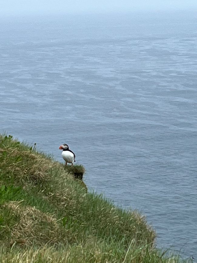 Auf der Jagd nach Puffins