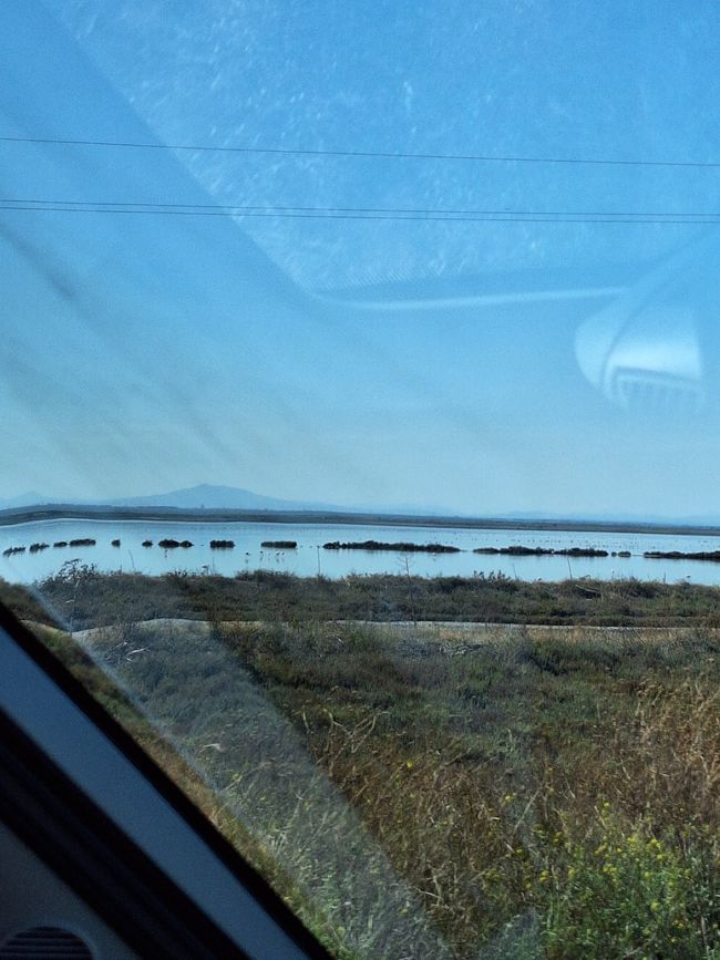 First flamingos in sight 