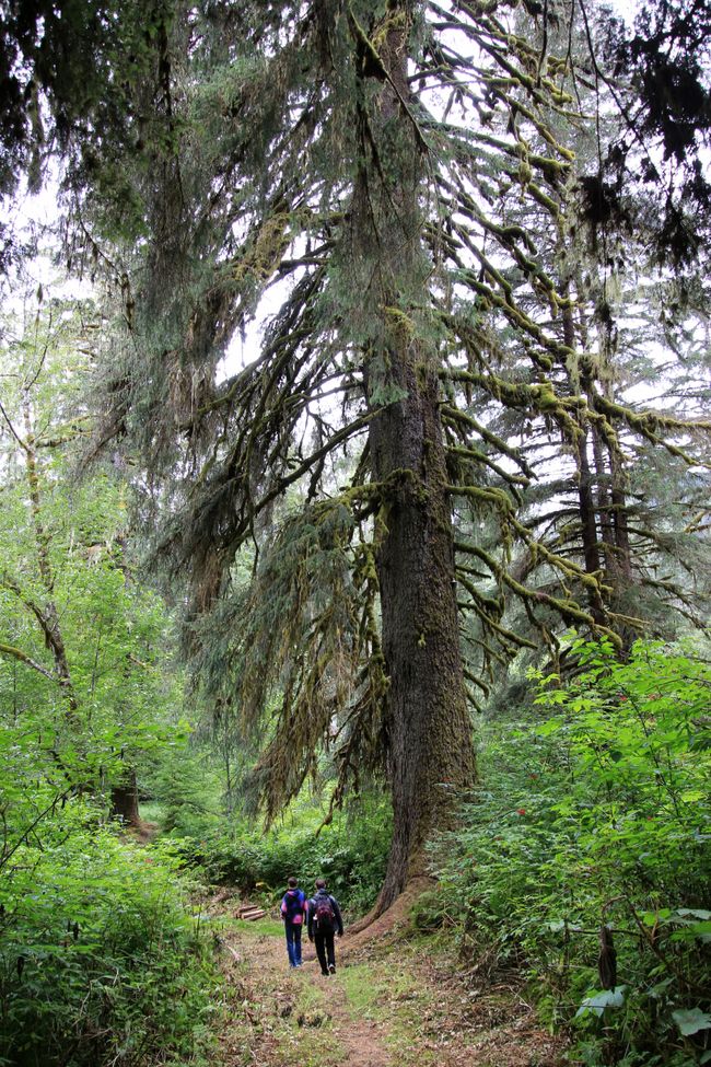 Rainey Creek Nature Trail zum BIg Tree