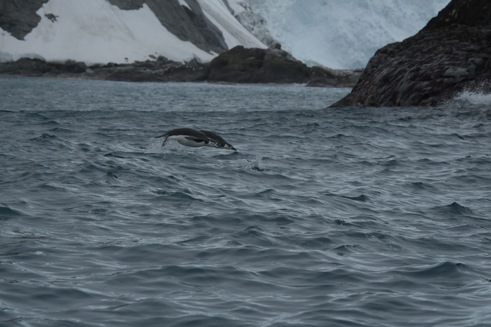 Zügelpinguine / Chinstrap penguins