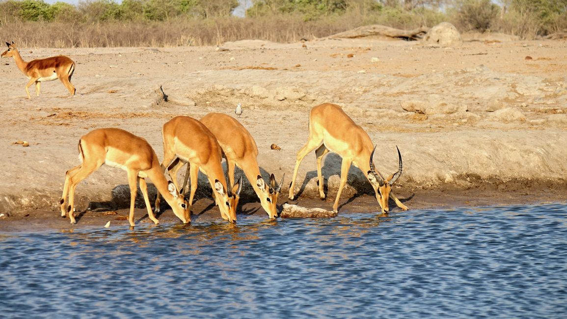 Simbabwe / Botswana 2024