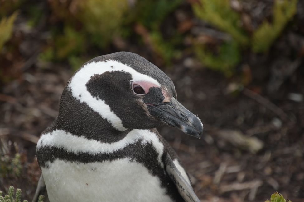 Manchot de Magellan / Magellan penguin