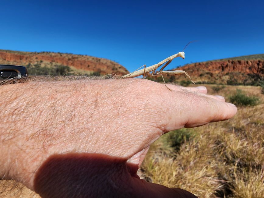 Tag 10, 4. May, Ormiston Gorge im West MacDonnel National Park