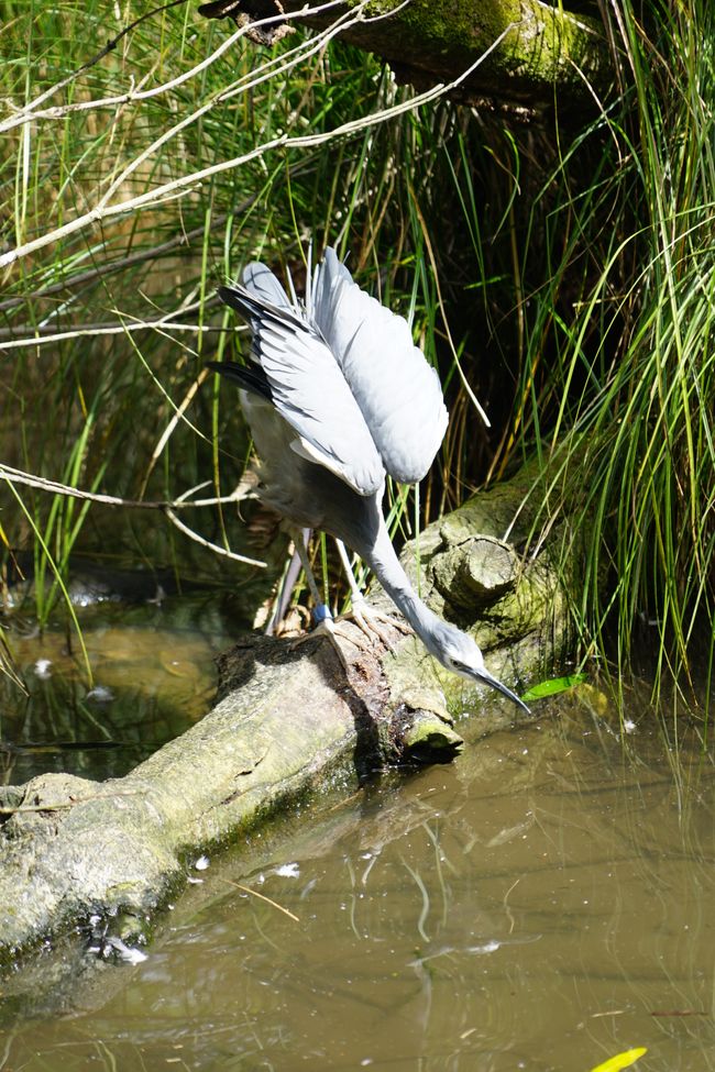 Ōtorohanga - Kawhia