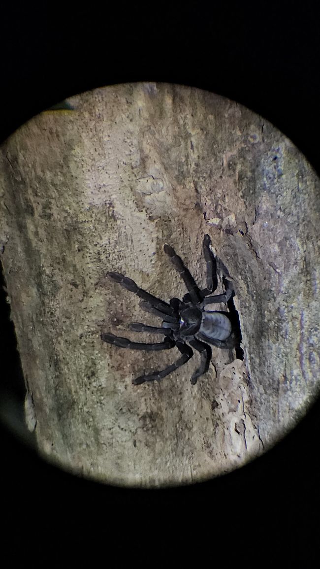 Tangkoko Nationalpark