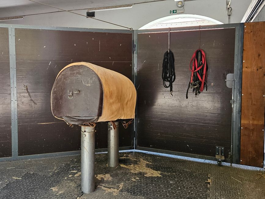 Zuchtbock zur Entnahme von Samen