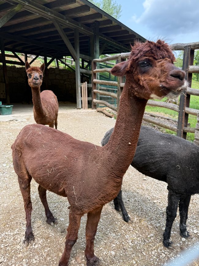 📍Wildpark, Hundshaupten/ 📍Wildlife Park, Hundshaupten