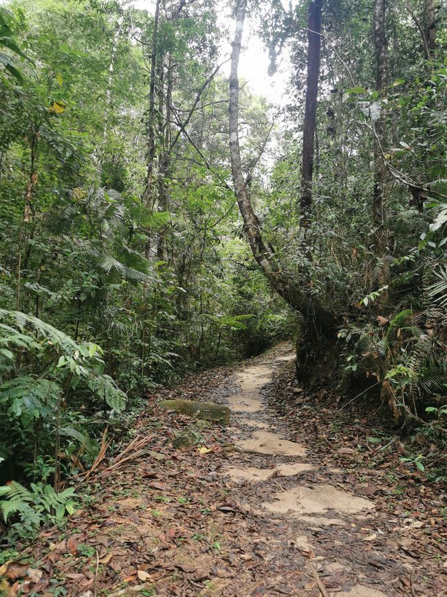 槟城山生物圈保护区的意外徒步旅行