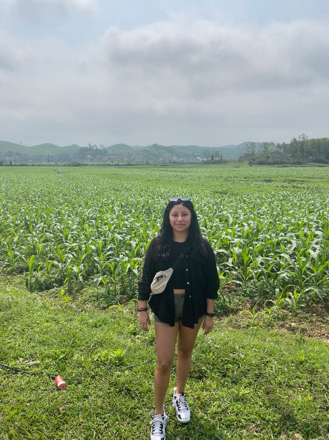 Duck Farm