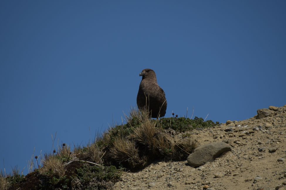Raubmöwe / Skua