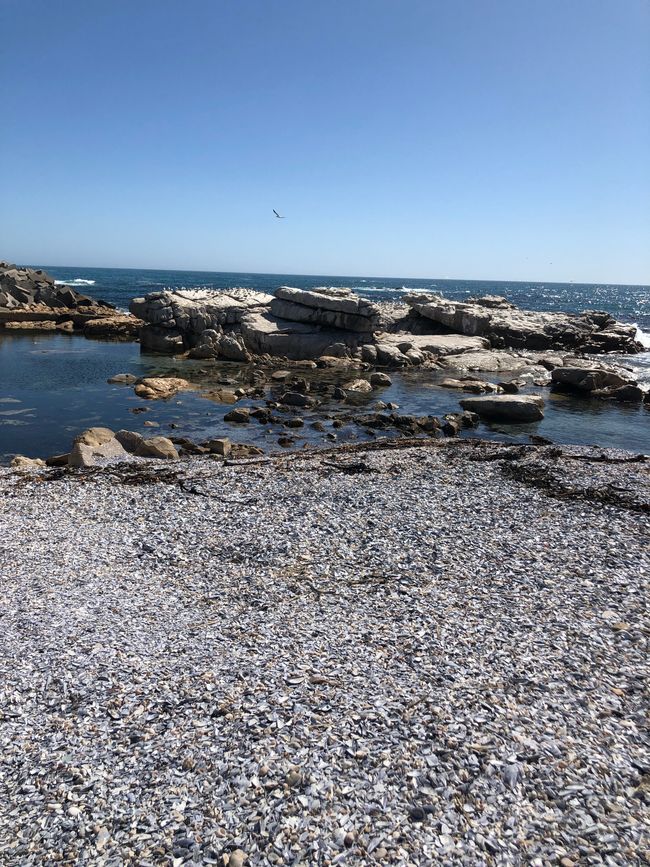 Bird Island - Miesmuscheln