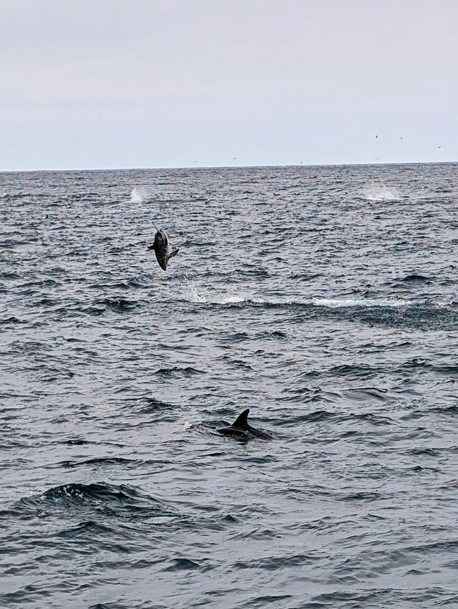 Kaikoura-Kopfschmerz