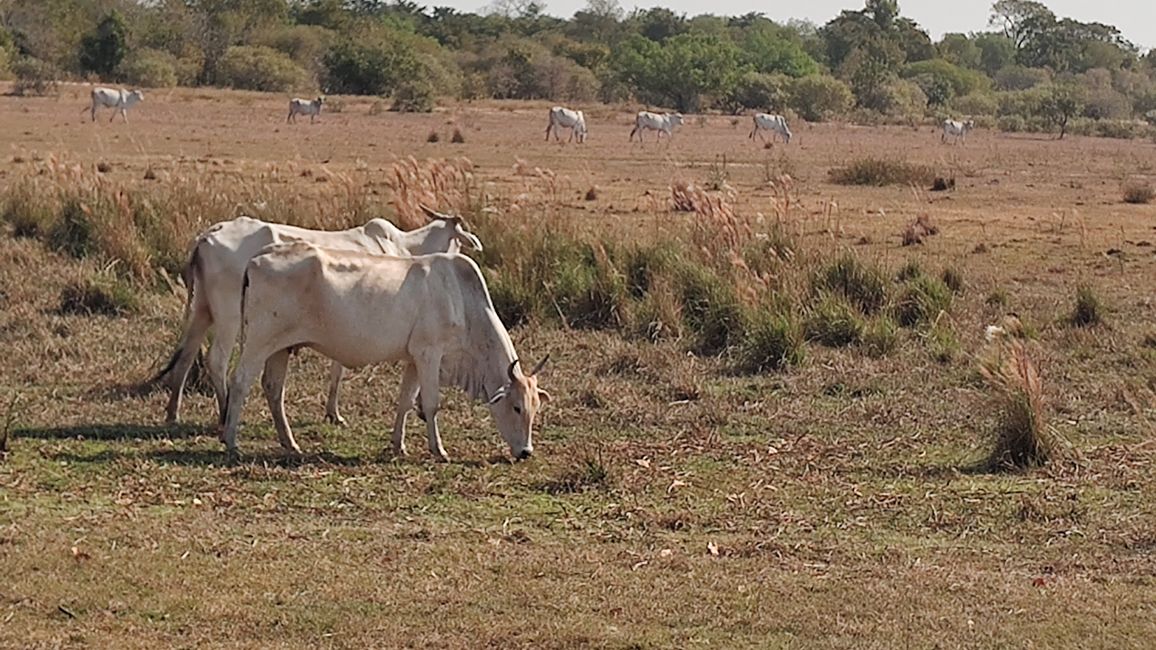 Brasilien, Durch das Pantanal