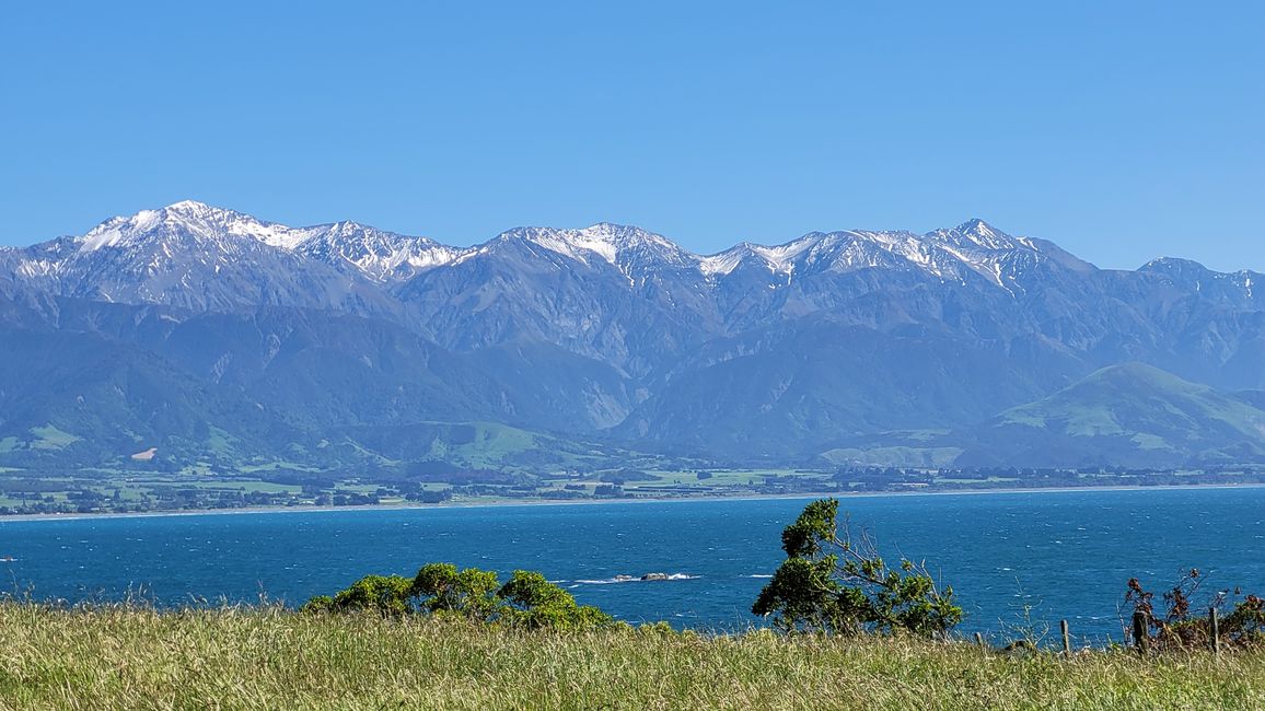 „Animal Watching“ in Kaikoura – Part Two (Seals, No Whales & Dolphins? - but Sheeps!)