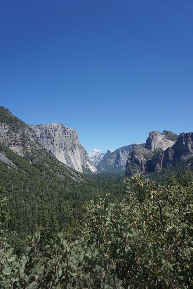 Tag 9 - Ultimo giorno nello Yosemite e un momento indimenticabile con un orso 🐻