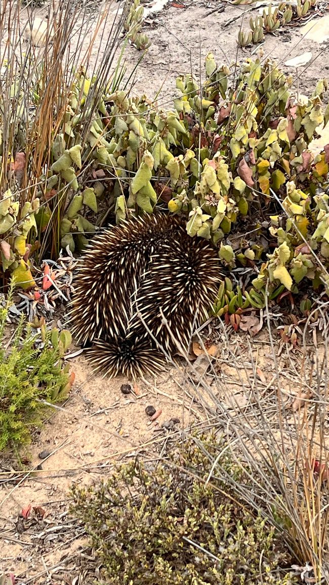 Kangaroo Island