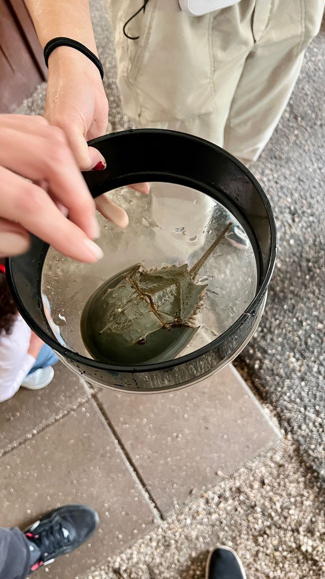 Tag 387 - St. Augustine Aquarium & Old Jail Museum