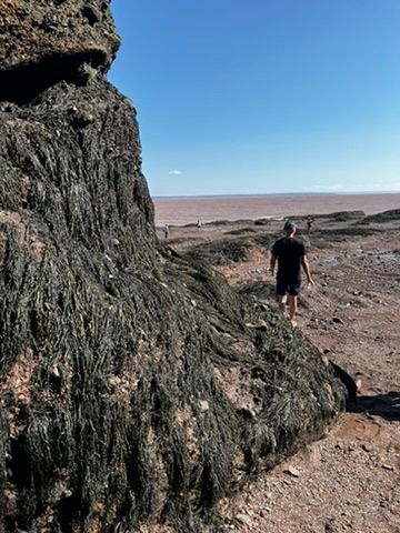 Un paseo por el lecho marino de uno de los lugares de marea más extremos del mundo