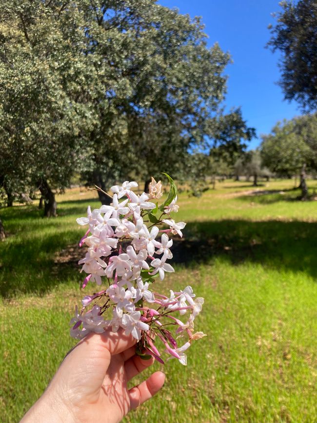 Wandern… von Santa Maria aus zum Tramuntana Gebirge…soweit meine Füße mich tragen