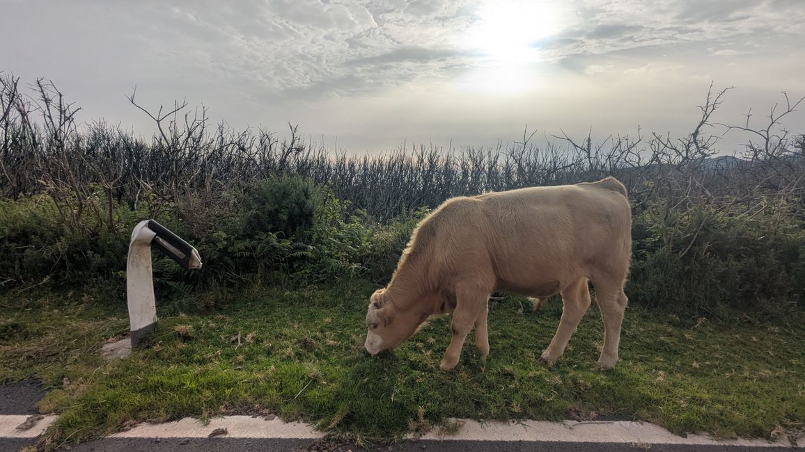 Tag 13: Levada da Ribeira da Janela & Nordwestküste