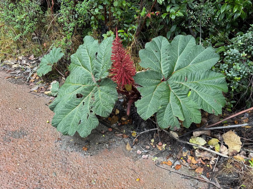 Hoja gigante