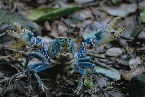 leicht gereizter Flusskrebs