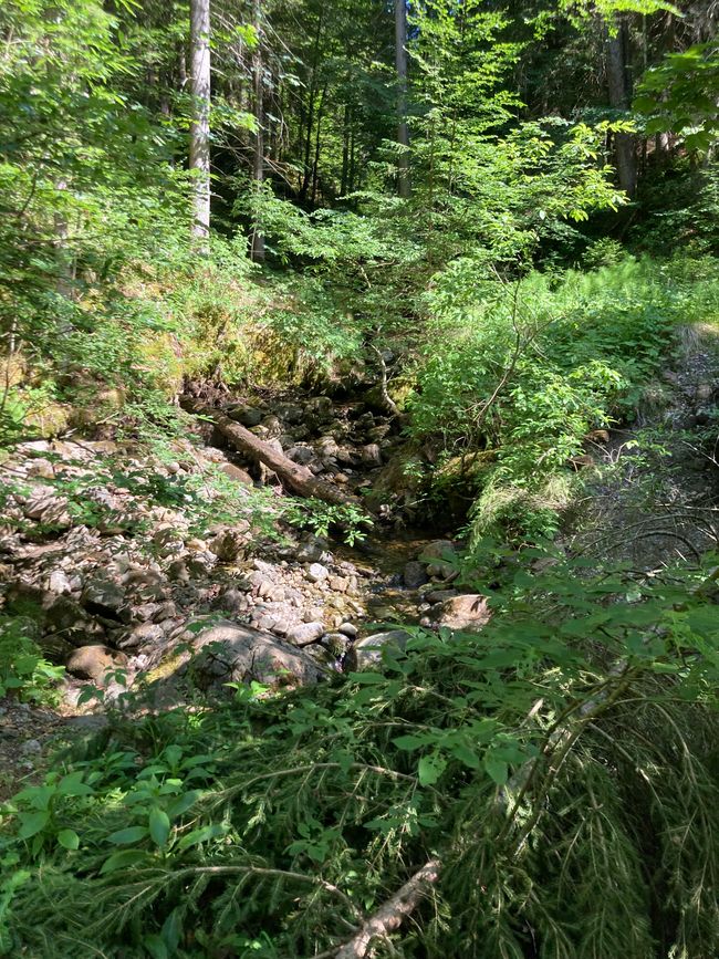 Heidi…es gibt sie noch, nur jetzt auf der Alpe Reuterwanne