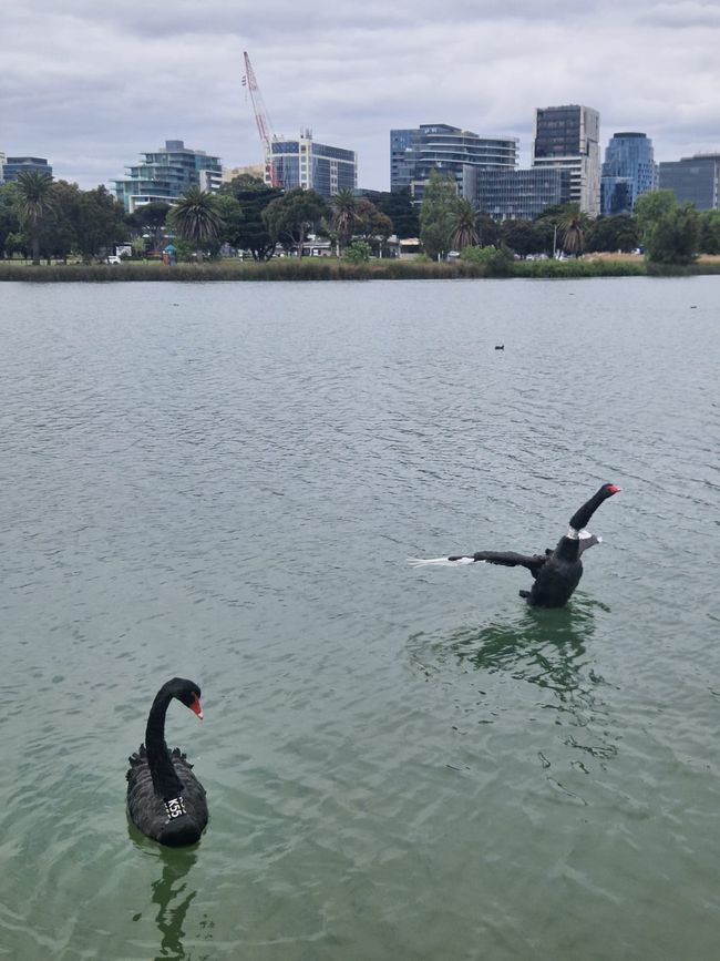 Cisnes negros en el lago en Albertpark