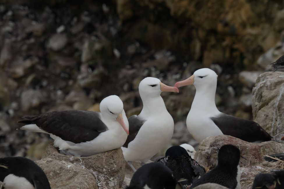 Schwarzbrauen-Albatrosse / Black-browed albatrosses