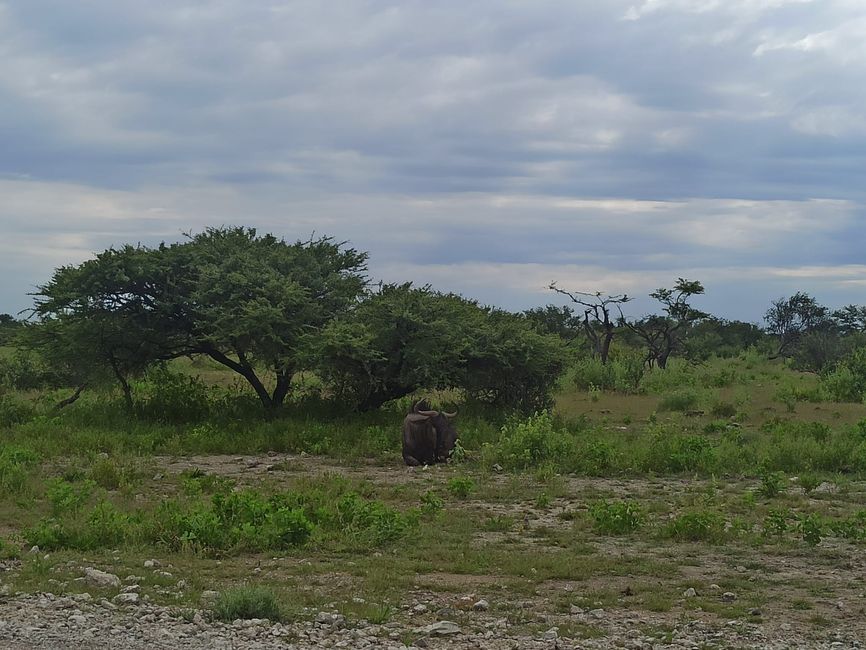 El Parque Nacional Etosha