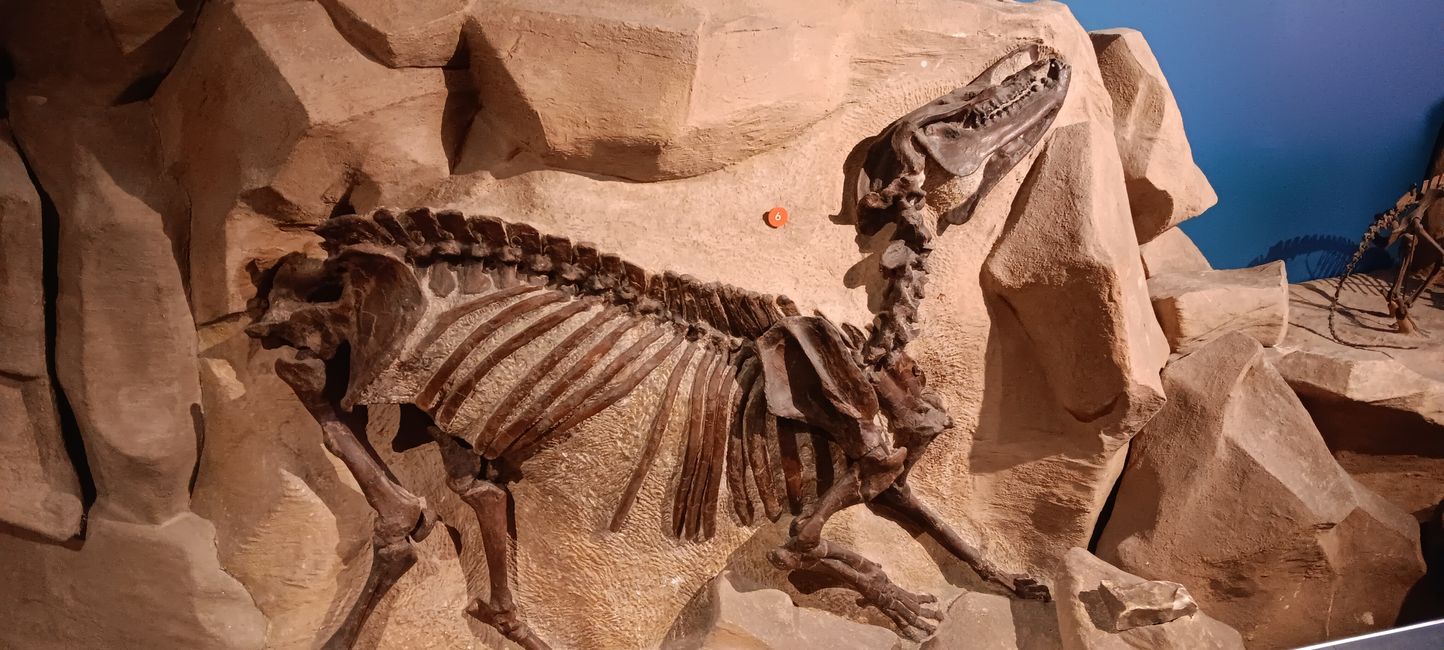 Museum of Natural History I