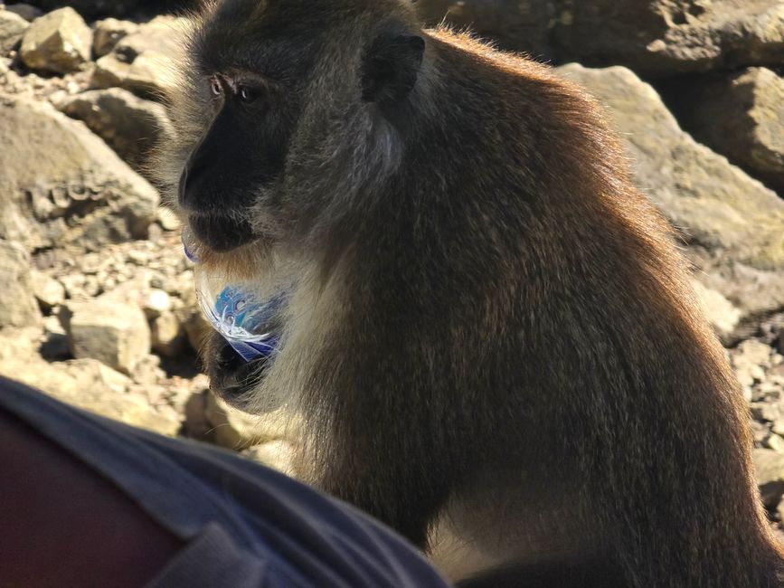 Langkawi - Reif für die Insel!