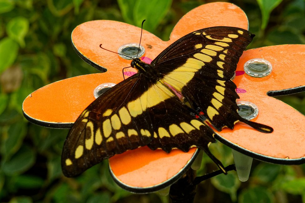Parc Floral de La Source