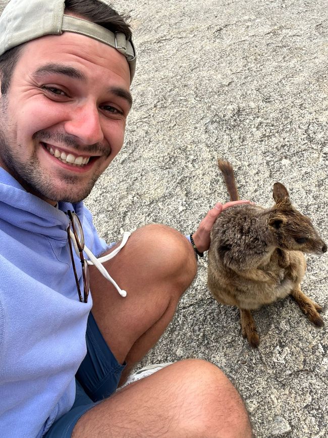 Cairns + Wallabys