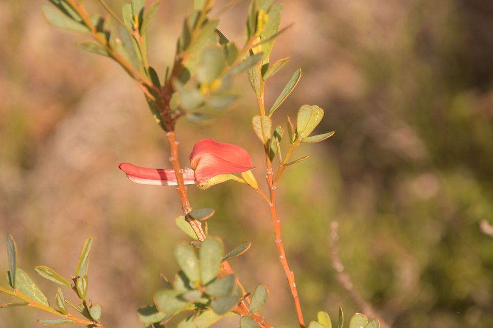 Nambung NP - Cockies Tongue / Hahnenzunge