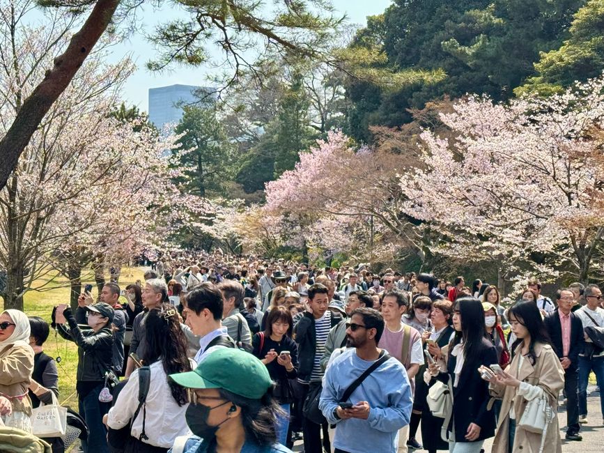 Parte 7
BENVENUTO IN GIAPPONE 🇯🇵
TOKYO