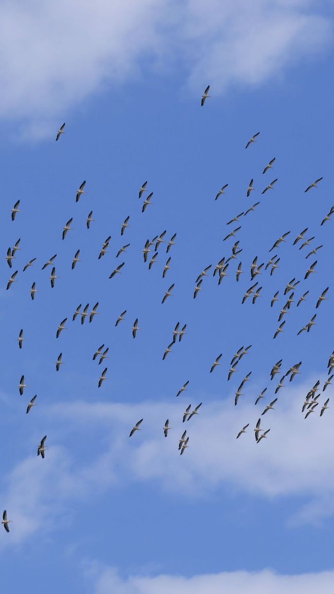 Large flock of pelicans