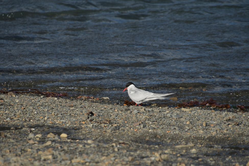 Antarktische Seeschwalbe / Antarctic tern