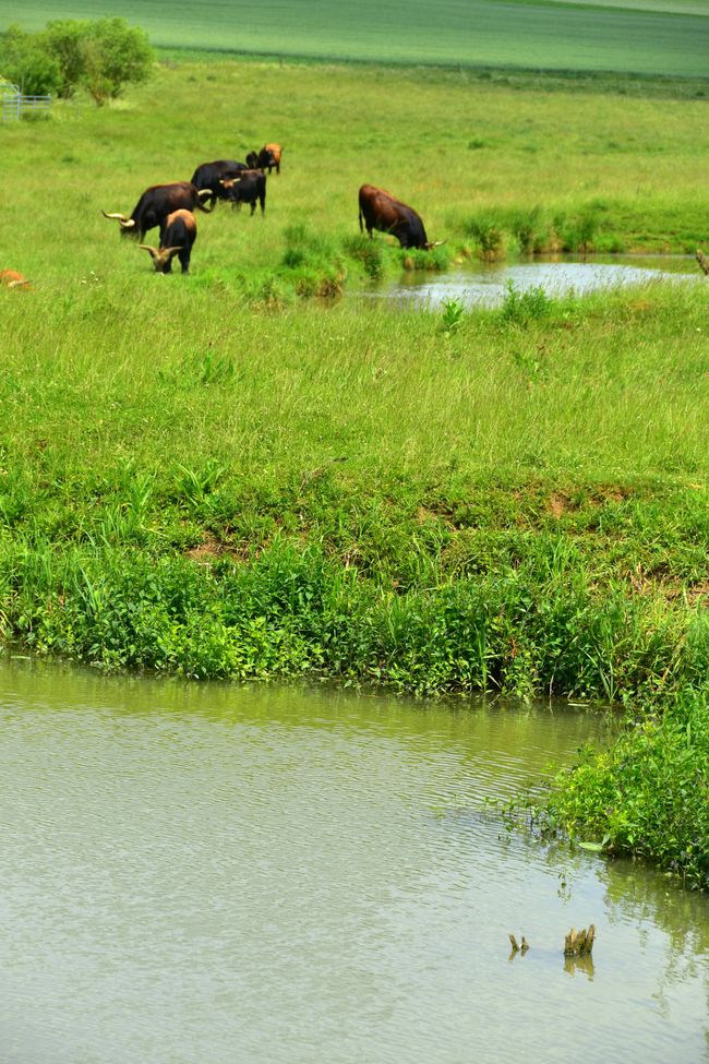 * * * S E C H T A S A F A R I - der Auerochsenweg
bei Bopfingen * * *