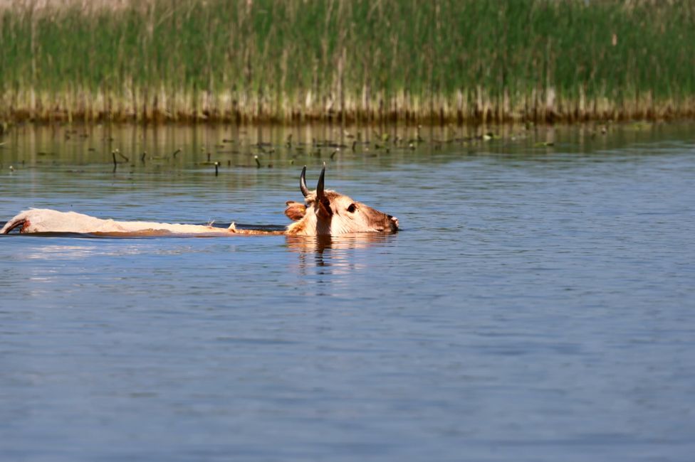 Schwimmende Kuh