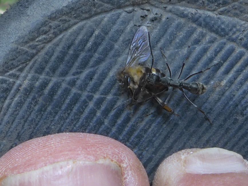 La fourmi traîne l'abeille