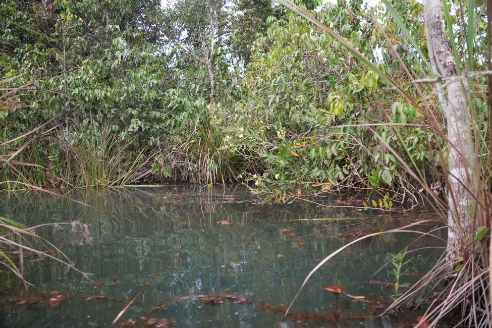 Navegando en canoa por el sur del Amazonas