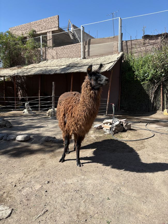 Arequipa 🦙