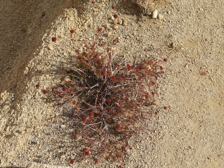 Joshua Tree National Park