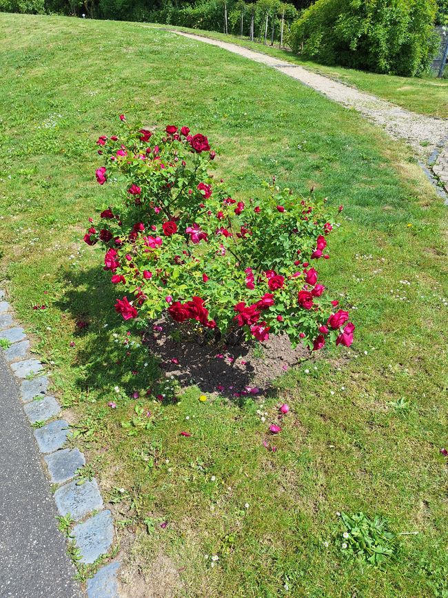 Radeln zum Rosengarten