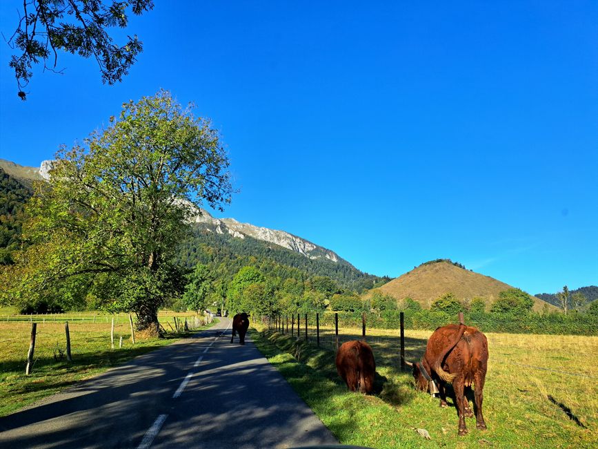 Mucche pastorali sulla pista