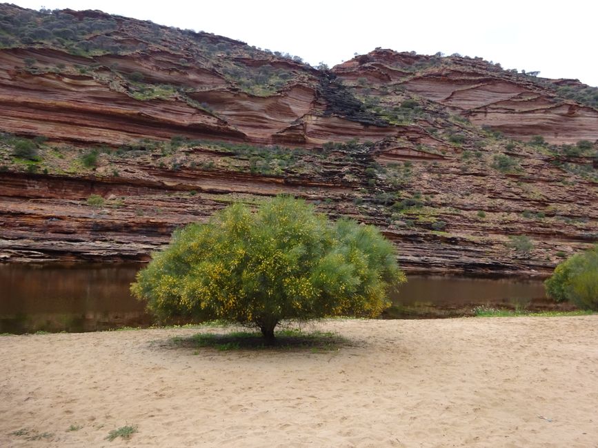 Árbol en la playa de arena durante el Loop Trail